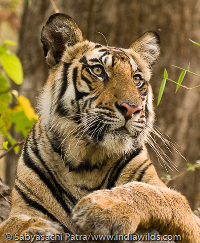 Tiger Safari